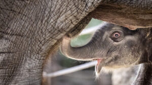 Elefantenbaby im Zoo Zürich heisst Zali