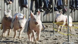 Das Olma-Säulirennen beschäftigt die Schweizer Justiz