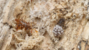Knochensammler-Raupe trägt Überreste ihrer Beute als Tarnung