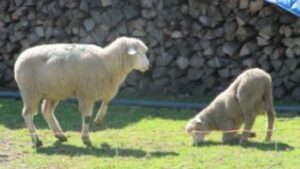 Moderhinke der Schafe: Infektionsrate sinkt auf knapp die Hälfte