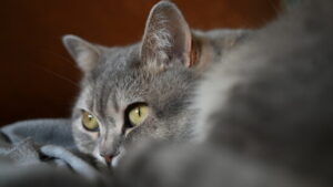 Nationalrat lehnt landesweite Chippflicht für Katzen ab