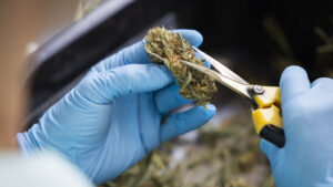 Legales Cannabis senkt Missbrauch besonders bei Mischkonsumenten