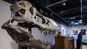 Vorfahre von T-Rex – Forscher bestimmen neue Saurier-Art