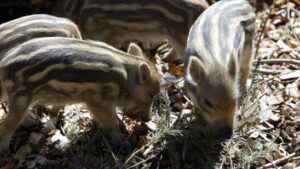 Umweltschützer finden Mikroplastik in Kot von Schweizer Wildtieren