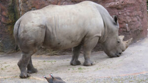Entfernung des Horns hilft gegen Nashorn-Wilderei