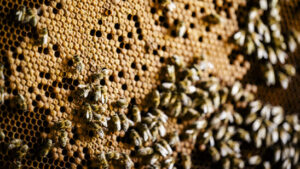 Jedes fünfte Schweizer Bienenvolk hat den Winter nicht überlebt