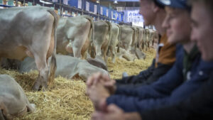 Zwei verletzte Kinder wegen entflohener Rinder an St. Galler Olma