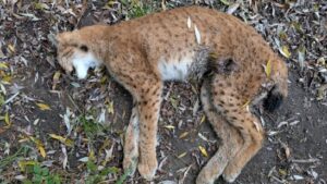 Unbekannte wildern Luchsweibchen im Kanton Freiburg