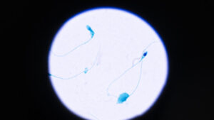 Forscher entschlüsseln Verbindung zwischen Eizelle und Spermium