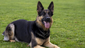 Zuchtpraktiken schaden der Gesundheit von Schäferhunden