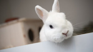 Erste Tierklappe der Schweiz eröffnet