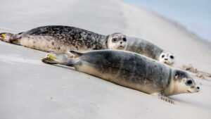 Im Wattenmeer leben laut einer Studie viele junge Seehunde