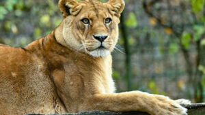 Zoo in Neuseeland muss schliessen – Löwen eingeschläfert
