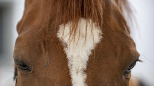 Über 30 Pferde aus Ramiswiler Tierschutzfall suchen Abnehmer