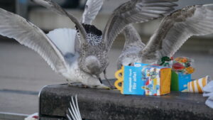 Biologen testen Methoden zur Abwehr von Möwen