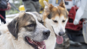 Veterinärdienst schläfert nach Hofräumung in Ramiswil SO Hunde ein