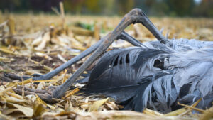 Vogelgrippe bei Graugans im Kanton Zürich nachgewiesen