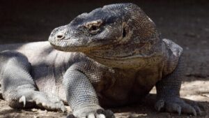 Inselreptilien verschwinden, bevor man sie überhaupt kennt