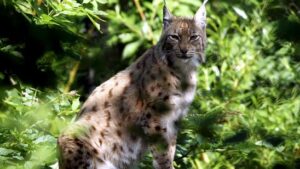 Von Wildhüter in Neuenburg erschossener Luchs hatte Viruskrankheit