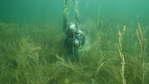Forscherin findet lange verschollene Pflanze im Bodensee