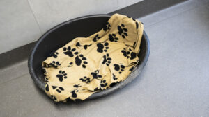 Elf Hunde sterben in Hundepension im Bezirk Uster ZH