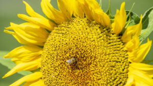 Ölvorräte einer Genfer Firma in der Ukraine bombardiert