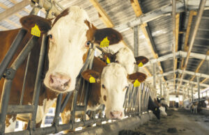 Abgemagert und verdreckt: Bauer vernachlässigt Tiere