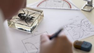 Parlament will neue Titel in der höheren Berufsbildung einführen