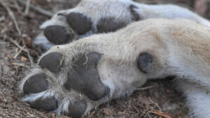 Parlament zieht bei «Problemwölfen» Schraube weiter an