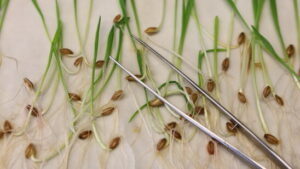 Gentechnik im Supermarkt: EU-Einigung auf laxere Regeln