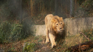 Löwenkater Jadoo beschnuppert neue Umgebung im Zoo Zürich