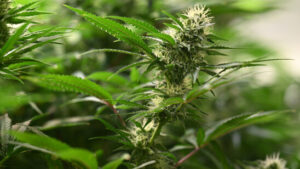 Medizinische Forschung: Trump lockert Cannabis-Regeln