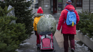 Beliebte Tradition: 1,7 Millionen verkaufte Christbäume pro Jahr