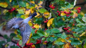Vögel suchen nach Wintereinbruch vermehrt Gärten auf