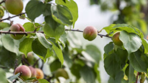 Aprikosen und Erdbeeren weisen 2024 hohe Pestizidrückstände auf
