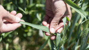 Forschende decken Trick von Pilz gegen Weizen-Abwehrsystem auf