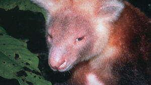 Seltenes Baumkänguru-Baby begeistert in englischem Zoo
