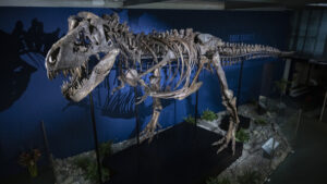 T-Rex war erst mit 40 Jahren ausgewachsen