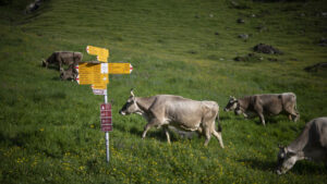 Staatsanwaltschaft fordert Freisprüche im Melser Rollstuhlprozess