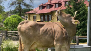 Kühe sind laut neuer Studie intelligenter als gedacht