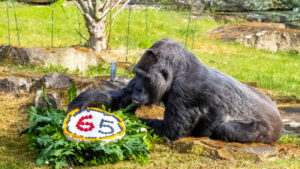 Auch Zoos haben ein Problem mit Überalterung