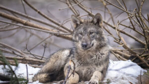 Schweizer Behörden liessen 89 Wölfe töten