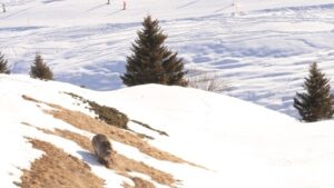 Bärin Jamila wegen milden Winter in Arosa überraschend aktiv