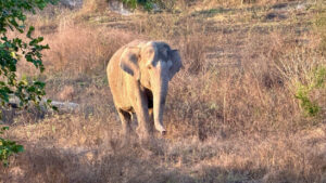 Wilder Elefant tötet Camper in thailändischem Nationalpark