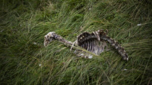 Kanton Waadt hinterfragt die Wirkung der Wolfsabschüsse